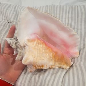 Large queen Key west shell 🐚